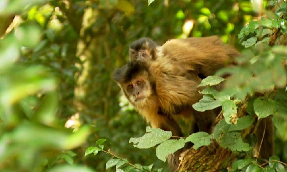 Macaco Prego Febre Amarela