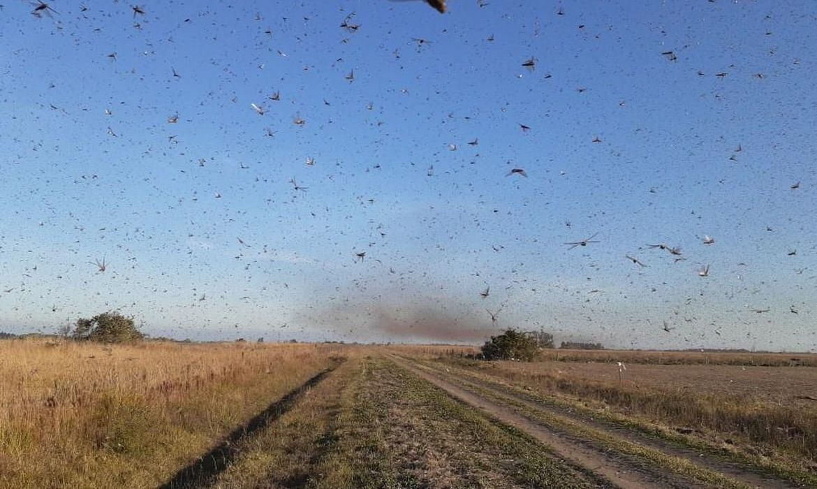 Uma nuvem de gafanhotos está a cerca de 250 quilômetros da fronteira do Rio Grande do Sul com a Argentina. A preocupação das autoridades do setor agropecuário e de produtores rurais é o dano que os insetos possam causar às lavouras e pastagens, se houver infestação.