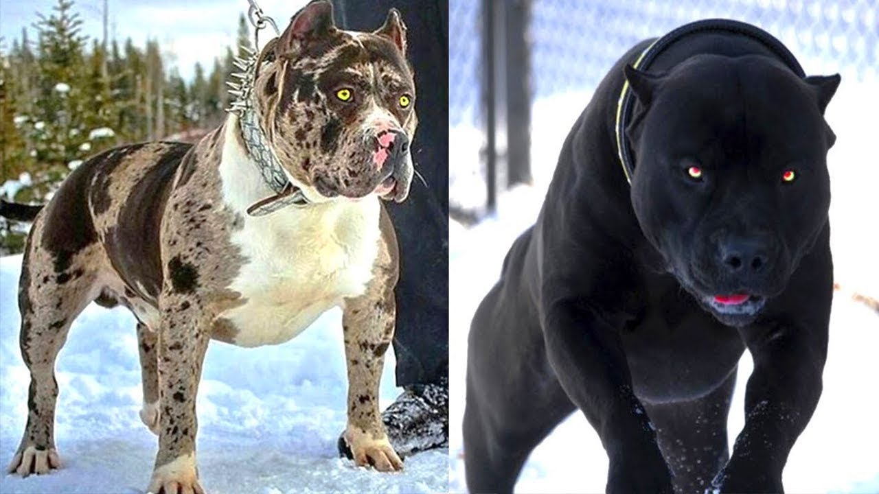 5 RAÇAS DE CÃES PROIBIDAS E PERIGOSAS