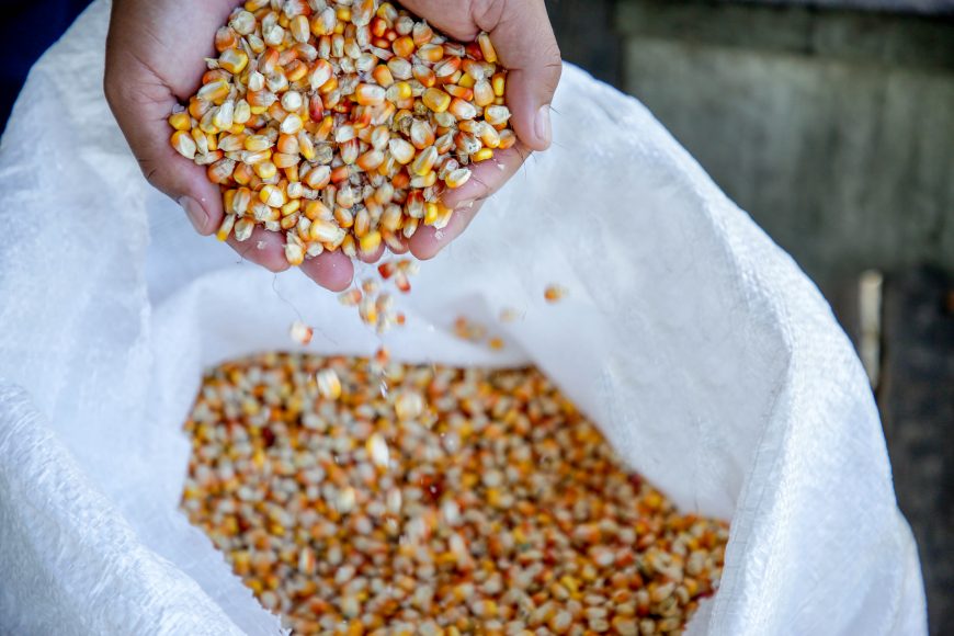 Produção de grãos deve atingir 308 milhões de toneladas - Foto: Saco com milhos